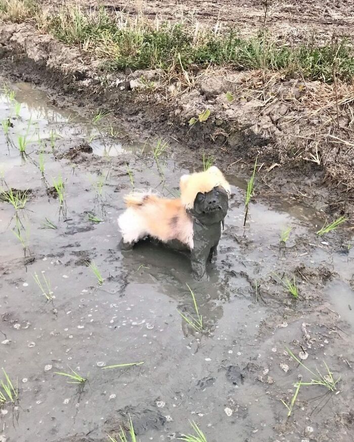 Small dog standing in muddy water with its body mostly clean but covered in mud, slightly amusing and intriguing photo.