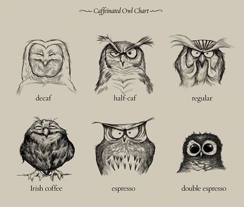 Caffeinated-Owl-Chart-6675f3acbf165.jpg