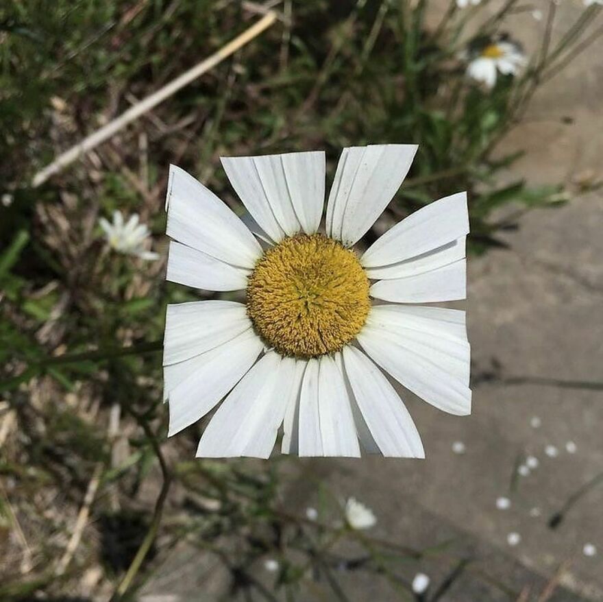 Japanese Artist Baku Maeda Challenges Nature's Organic Forms By Producing Square Angles In Flowers And Leaves