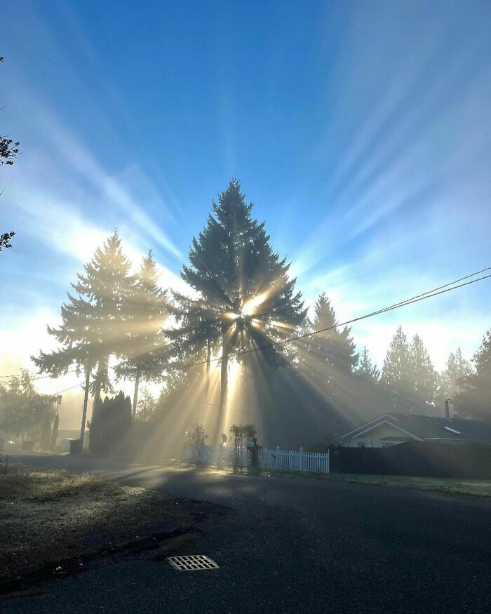 Sunlight rays shining through tall pine trees on a misty morning, a natural scene to slightly amuse and intrigue.