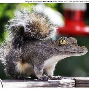 rodamus-prime avatar