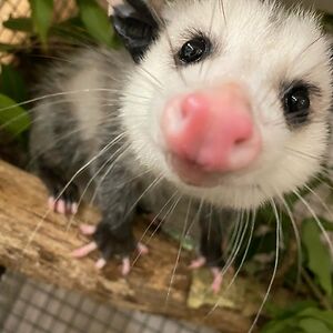 ainsleycondit avatar