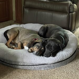 babynursemissy avatar