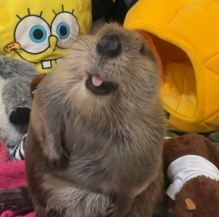 Tulip The Rescued Beaver Finds Love And Purpose As A Big Sister To A Tiny Beaver Petunia Tulip The Rescued Beaver Finds Love And Purpose As A Big Sister To A Tiny Beaver Petunia