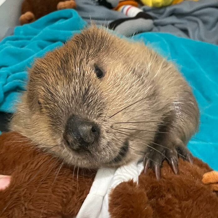 Tulip The Rescued Beaver Finds Love And Purpose As A Big Sister To A Tiny Beaver Petunia Tulip The Rescued Beaver Finds Love And Purpose As A Big Sister To A Tiny Beaver Petunia