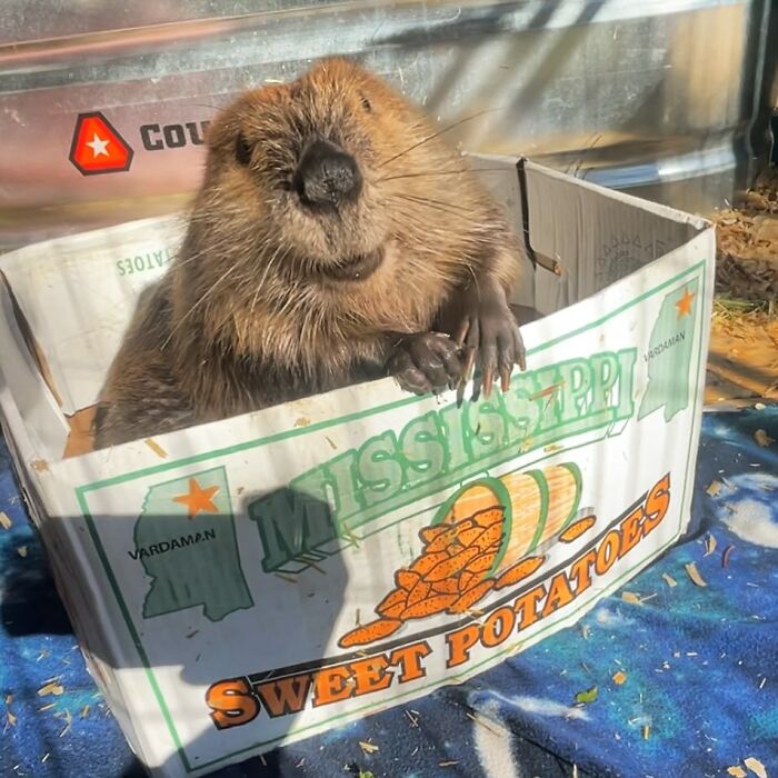 Tulip The Rescued Beaver Finds Love And Purpose As A Big Sister To A Tiny Beaver Petunia Tulip The Rescued Beaver Finds Love And Purpose As A Big Sister To A Tiny Beaver Petunia