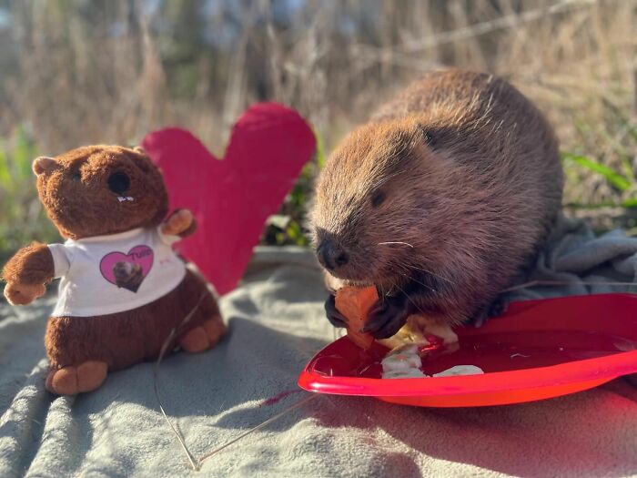Tulip The Rescued Beaver Finds Love And Purpose As A Big Sister To A Tiny Beaver Petunia Tulip The Rescued Beaver Finds Love And Purpose As A Big Sister To A Tiny Beaver Petunia