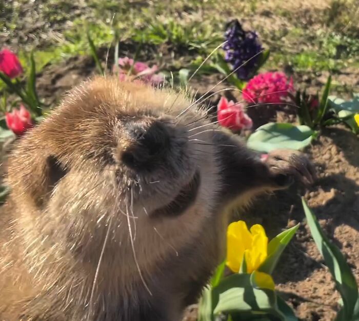 Tulip The Rescued Beaver Finds Love And Purpose As A Big Sister To A Tiny Beaver Petunia Tulip The Rescued Beaver Finds Love And Purpose As A Big Sister To A Tiny Beaver Petunia
