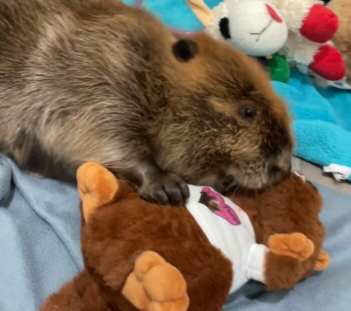 Tulip The Rescued Beaver Finds Love And Purpose As A Big Sister To A Tiny Beaver Petunia Tulip The Rescued Beaver Finds Love And Purpose As A Big Sister To A Tiny Beaver Petunia