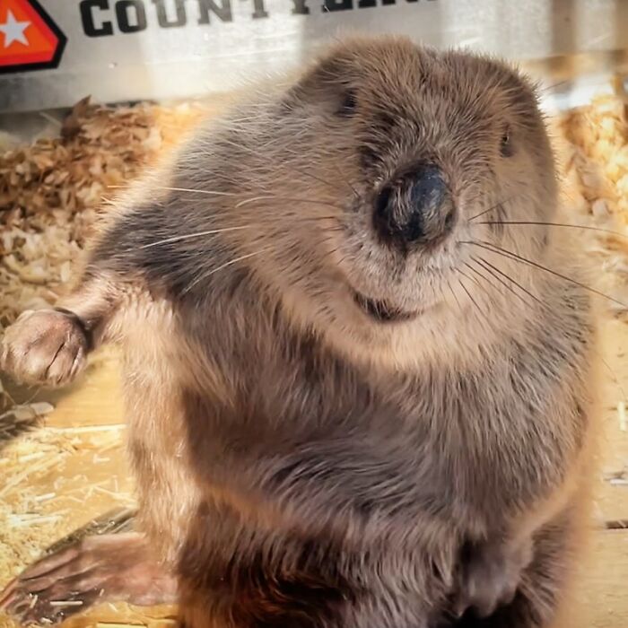 Tulip The Rescued Beaver Finds Love And Purpose As A Big Sister To A Tiny Beaver Petunia Tulip The Rescued Beaver Finds Love And Purpose As A Big Sister To A Tiny Beaver Petunia