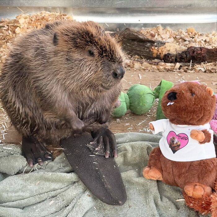 Tulip The Rescued Beaver Finds Love And Purpose As A Big Sister To A Tiny Beaver Petunia Tulip The Rescued Beaver Finds Love And Purpose As A Big Sister To A Tiny Beaver Petunia