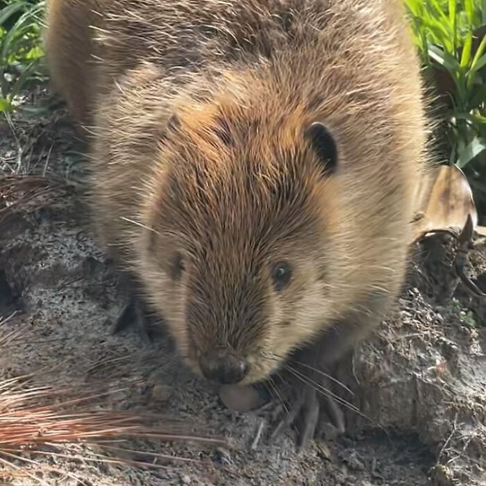 Tulip The Rescued Beaver Finds Love And Purpose As A Big Sister To A Tiny Beaver Petunia Tulip The Rescued Beaver Finds Love And Purpose As A Big Sister To A Tiny Beaver Petunia