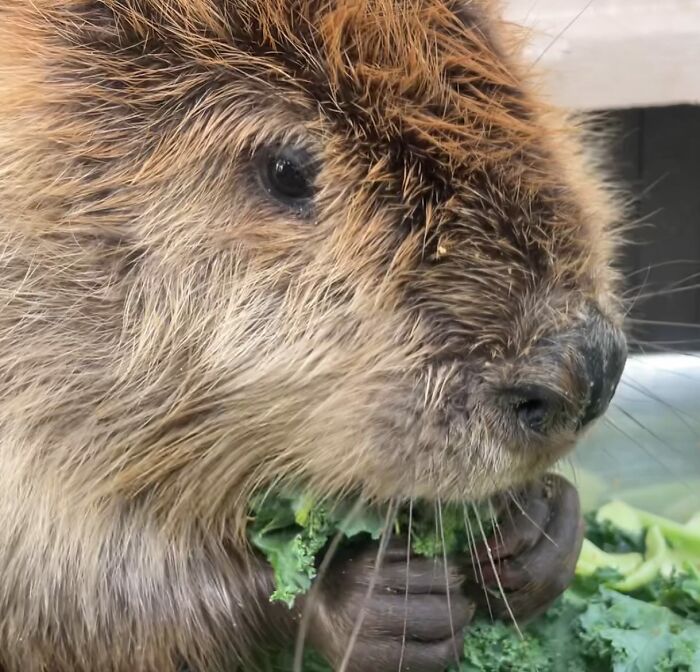 Tulip The Rescued Beaver Finds Love And Purpose As A Big Sister To A Tiny Beaver Petunia Tulip The Rescued Beaver Finds Love And Purpose As A Big Sister To A Tiny Beaver Petunia