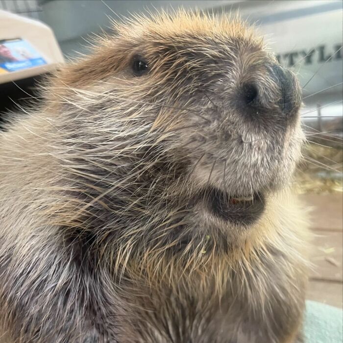 Tulip The Rescued Beaver Finds Love And Purpose As A Big Sister To A Tiny Beaver Petunia Tulip The Rescued Beaver Finds Love And Purpose As A Big Sister To A Tiny Beaver Petunia