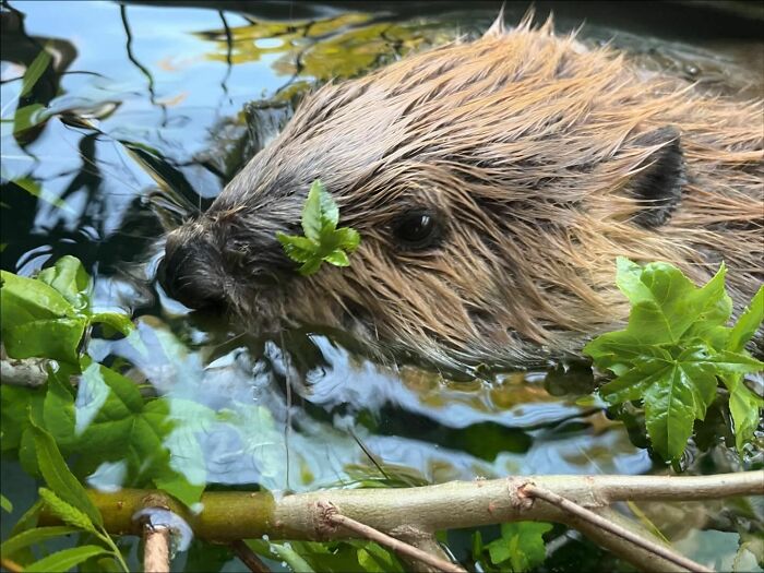 Tulip The Rescued Beaver Finds Love And Purpose As A Big Sister To A Tiny Beaver Petunia Tulip The Rescued Beaver Finds Love And Purpose As A Big Sister To A Tiny Beaver Petunia