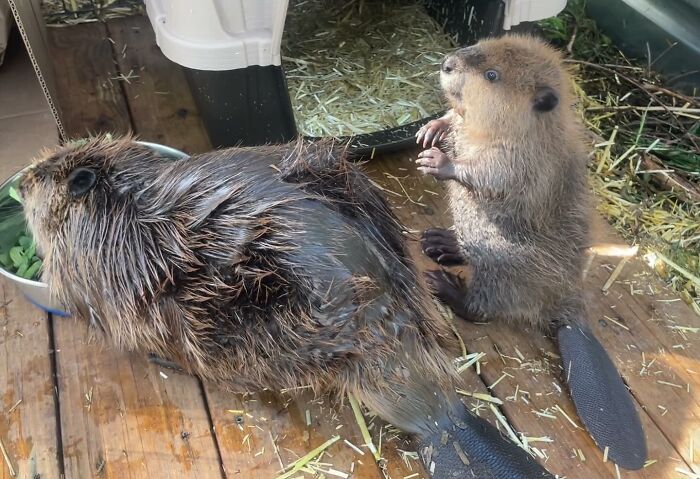 Tulip The Rescued Beaver Finds Love And Purpose As A Big Sister To A Tiny Beaver Petunia Tulip The Rescued Beaver Finds Love And Purpose As A Big Sister To A Tiny Beaver Petunia