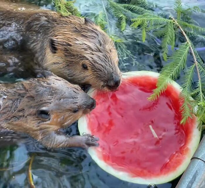 Tulip The Rescued Beaver Finds Love And Purpose As A Big Sister To A Tiny Beaver Petunia Tulip The Rescued Beaver Finds Love And Purpose As A Big Sister To A Tiny Beaver Petunia