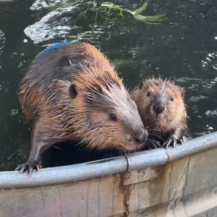 Tulip The Rescued Beaver Finds Love And Purpose As A Big Sister To A Tiny Beaver Petunia Tulip The Rescued Beaver Finds Love And Purpose As A Big Sister To A Tiny Beaver Petunia