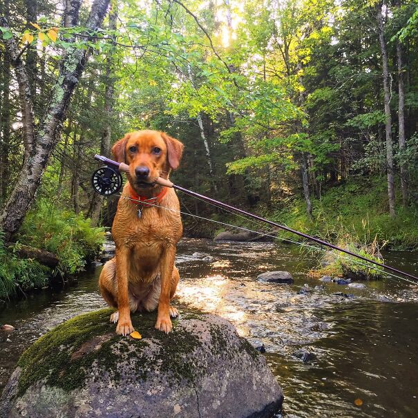 a-fly-fisherman-and-his-dog-in-northern-minnesota-2021-08-29-01-08-51-utc-66685a4bd9338.jpg