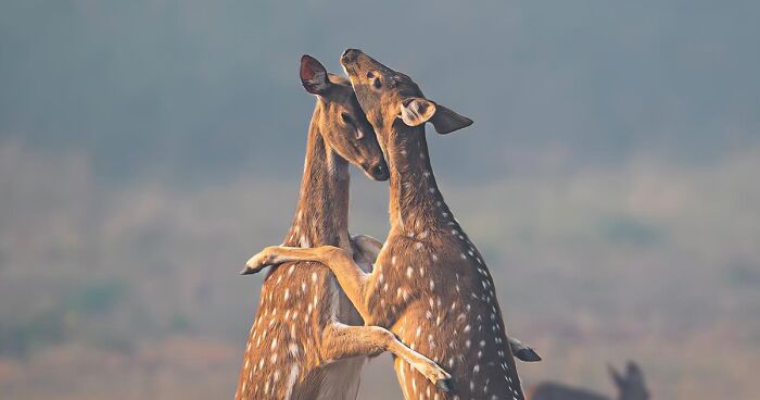 Unique Wildlife Close-UPS By Ayush Singh That Highlight Conservation Efforts (60 Pics)