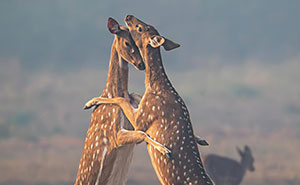 Unique Wildlife Close-UPS By Ayush Singh That Highlight Conservation Efforts (60 Pics)