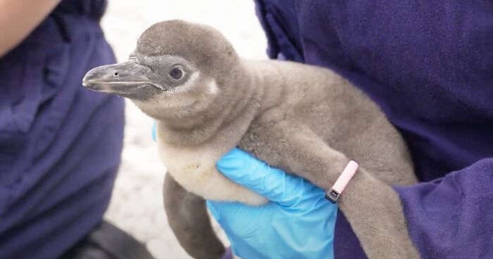 11 Adorable Humboldt Penguin Chicks Are Melting Hearts All Over The Internet