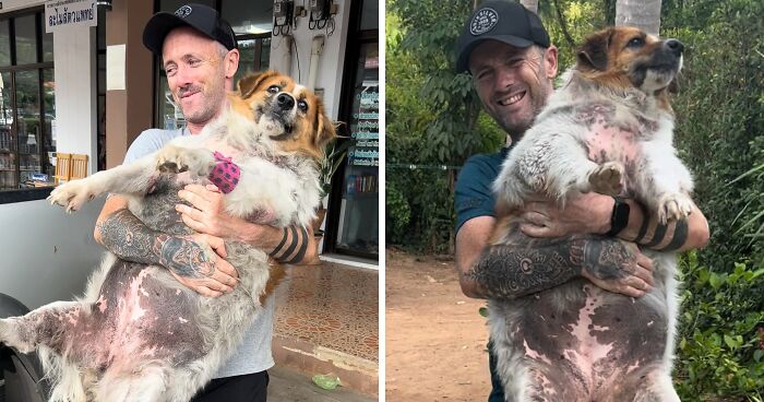 Obese Dog Given Second Chance At Life After Being Rescued From Streets, Undergoes Massive Transformation