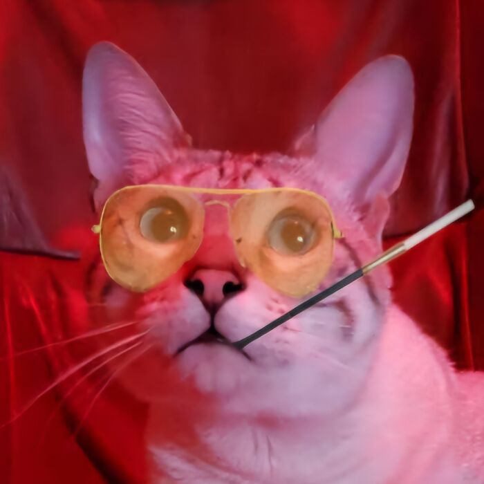 I Created Images Of My Cat Paired With Quotes From Fear And Loathing (12 Pics)