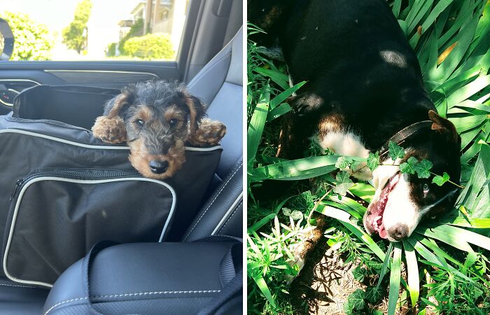 Hey Pandas, Post The Cutest Pic Of Your Pet (Closed)