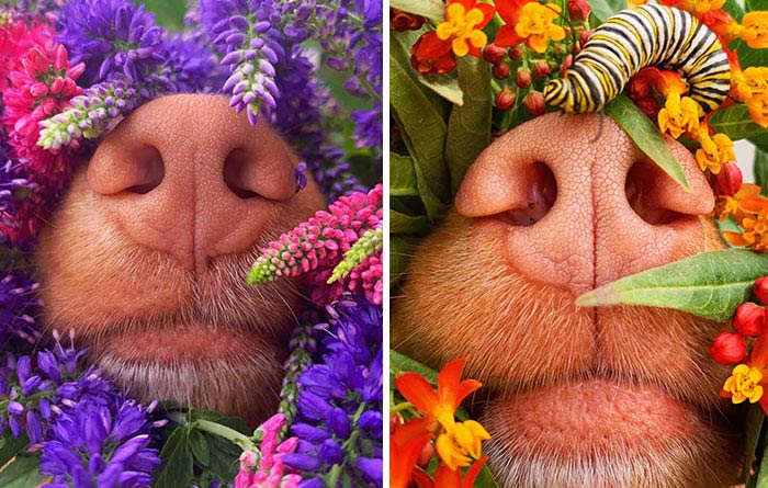 Meet Milo, The Charming Dog King Of Butterflies, Captured In Cute Garden Photos (37 Pics)