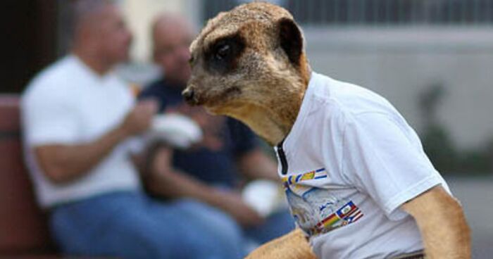 Designers Were Challenged To Dress-Up Animals In Human Clothing, Here Is How It Went (30 Pics)