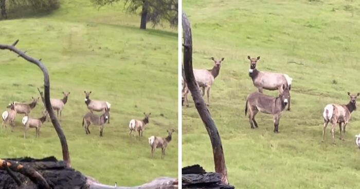 Donkey “Adopted” By Herd Of Elk Believed To Be Beloved Pet Lost Five Years Ago