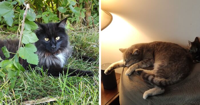 Hey Pandas, Show Me Your Pets (Closed)