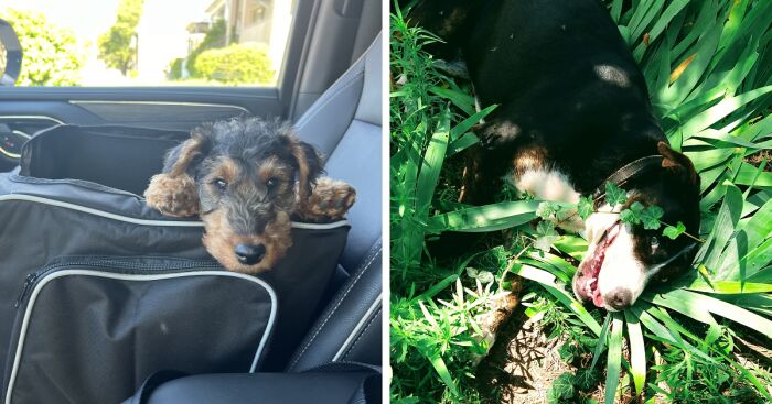 Hey Pandas, Post The Cutest Pic Of Your Pet (Closed)