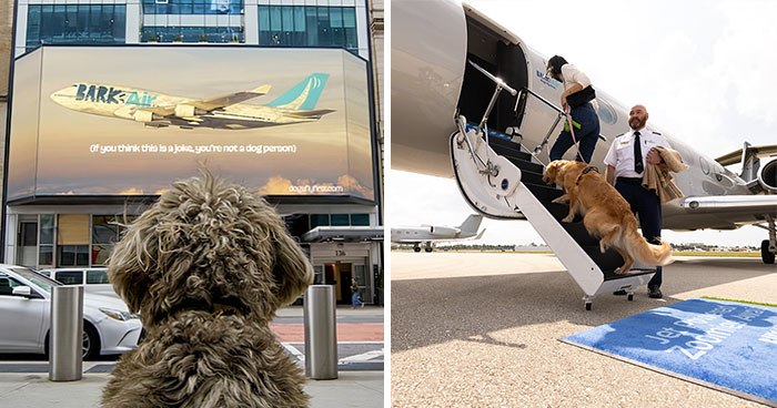 Bark Air, Where Dogs Rule The Skies In Luxury With A New Airline Designed For Them