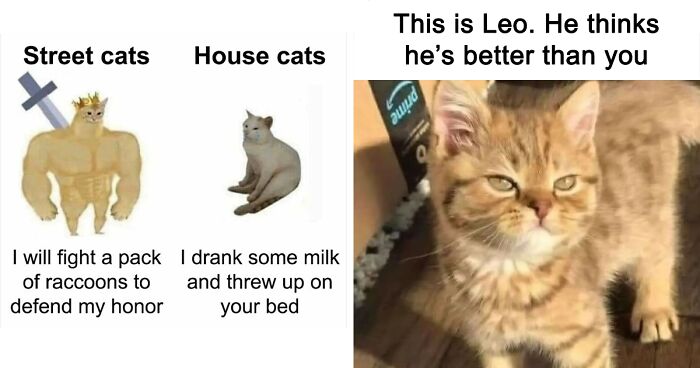 ‘Animals With Vibing Auras’: 50 Hilarious Pics Of Creatures Doing Random Things