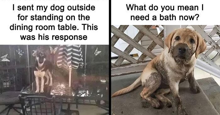 Feel-Good Animal Memes: 50 Reasons To Smile Today