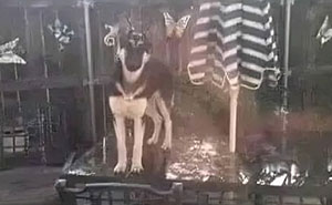 Feel-Good Animal Memes: 50 Reasons To Smile Today