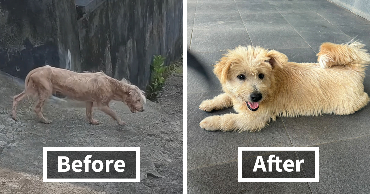 Inspiring Rescue Transformation Story Of A Dog That Went From Bald And Fearful To Cute Cuddle Bear - Vimarsana News