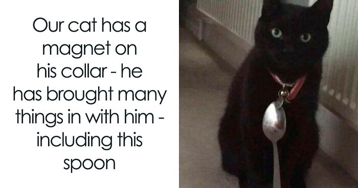 50 Of The Best Memes Featuring Cats