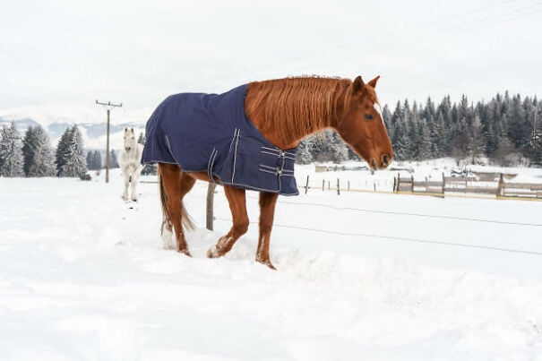 horse-blanket-665c8250d8a61.jpg