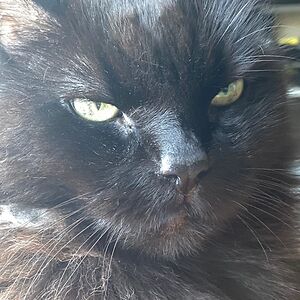 ravenclaw-86420 avatar