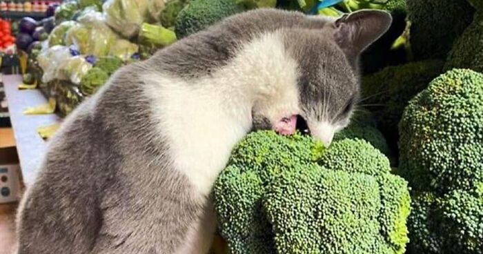 If You’re Having A Rough Day, These 50 Wholesome Cat Pics And Memes May Cheer You Up