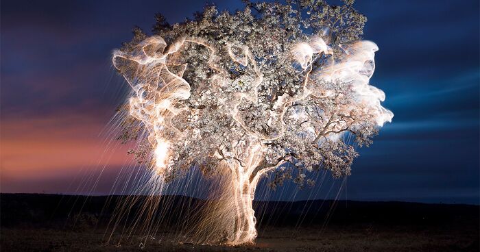 Photographer Captured 35 Enchanting Pictures Of Trees Filled With Sparkles Of Light