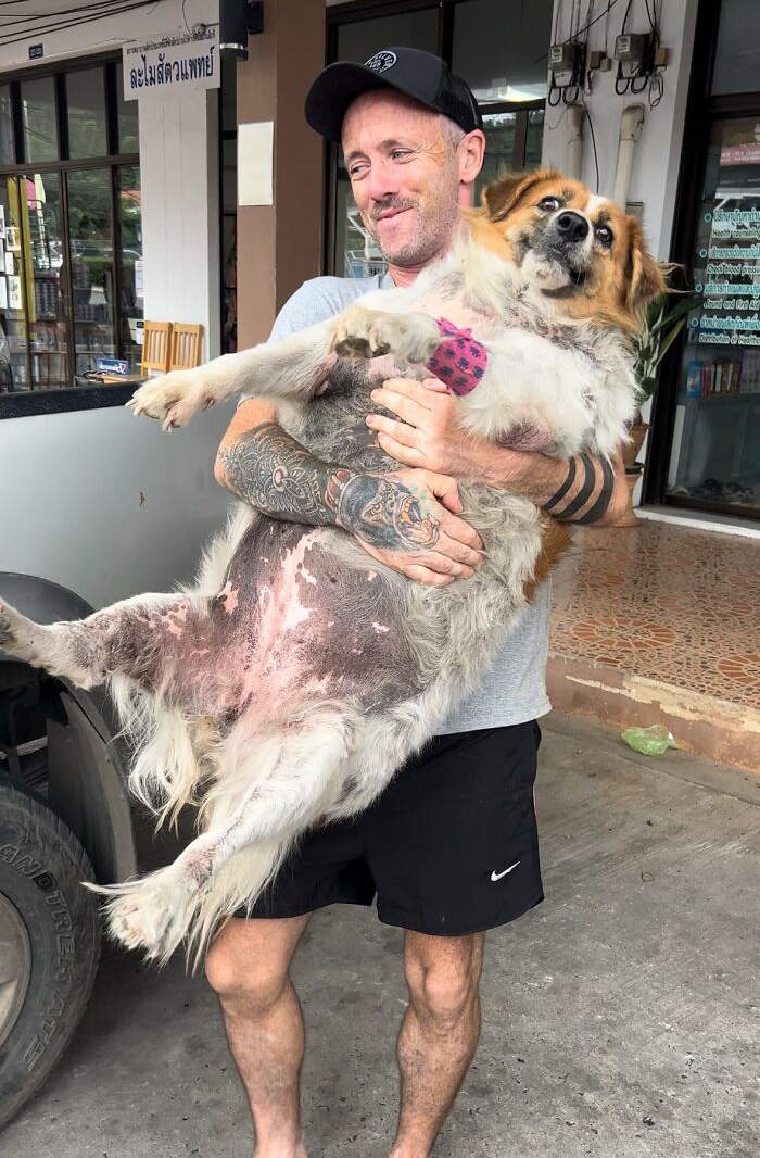 Obese Dog Given Second Chance At Life After Being Rescued From Streets, Undergoes Massive Transformation Obese Dog Given Second Chance At Life After Being Rescued From Streets, Undergoes Massive Transformation