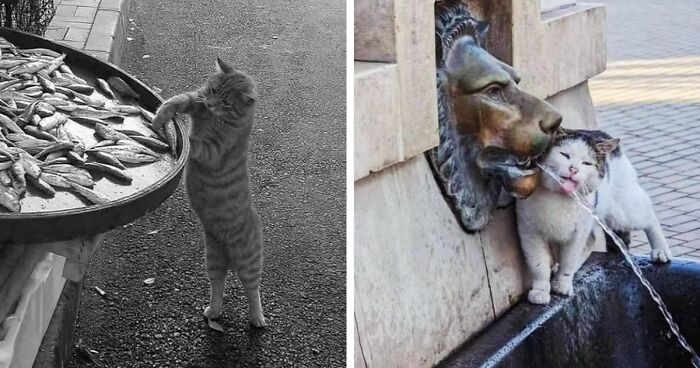 This Account Shared 29 Amusing Street Photos Featuring Cats