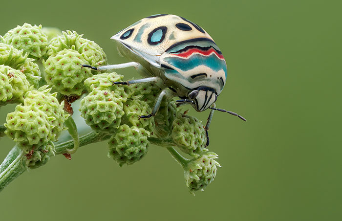 Gorgeous Bug That Was Named After Picasso Images Is Going Viral, People Online Love It Gorgeous Bug That Was Named After Picasso Images Is Going Viral, People Online Love It