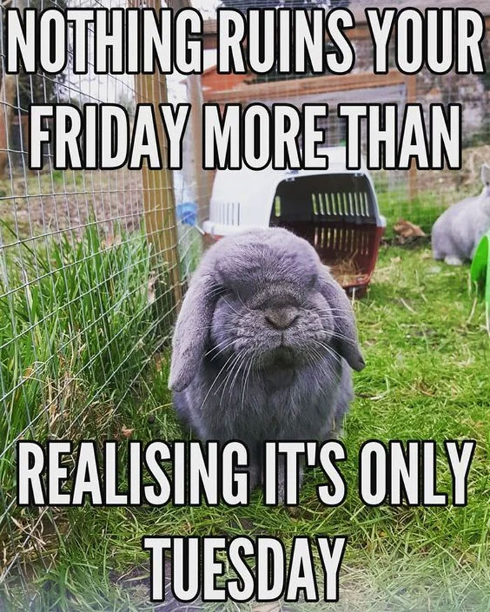 Happy Tuesday Rabbit 40 Happy Tuesday Memes To Get You Through The Week | Bored Panda