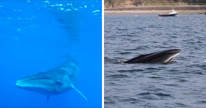 Sei Whales That Left The Coasts Of Argentina Nearly 100 Years Ago Have Recently Been Spotted Again