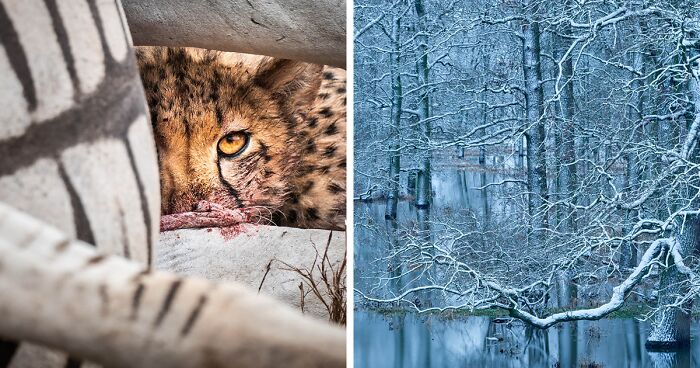 GDT 2024 Photography Winners Unveil Nature’s Beauty (21 Pics)